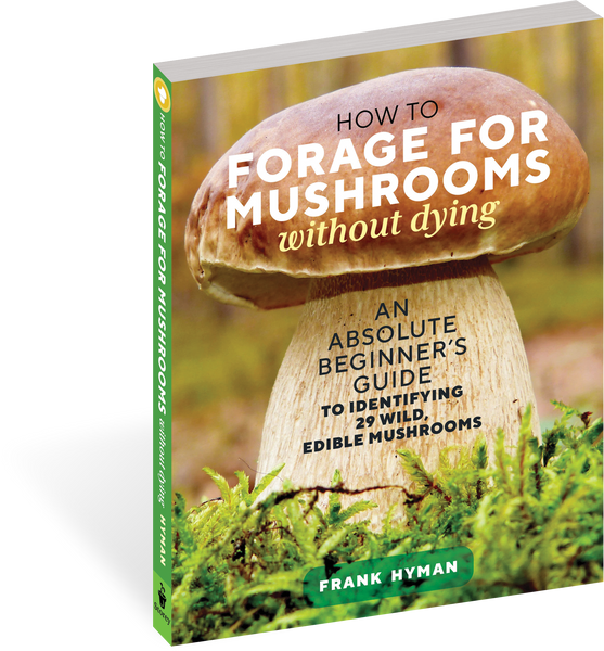 How To Forage For Mushrooms Without Dying